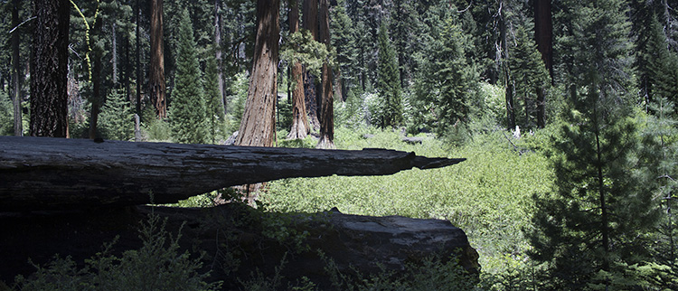 Sequoia4